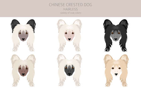 Chinese crested dog hairless variety clipart. Different poses, coat colors set. Vector illustrationのイラスト素材