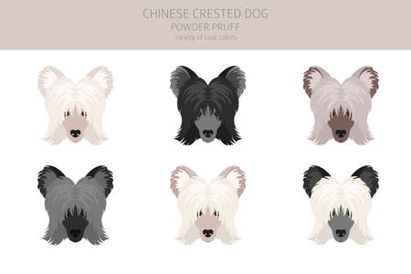 Chinese crested dog coated variety clipart. Different poses, coat colors set. Vector illustrationのイラスト素材