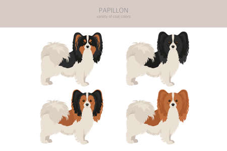 Papillon clipart. Different poses, coat colors set. Vector illustrationのイラスト素材