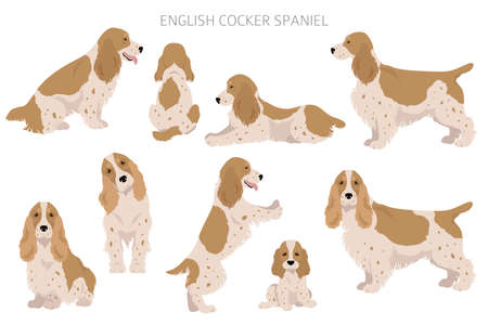 English cocker spaniel clipart. Different poses, coat colors set. Vector illustrationのイラスト素材