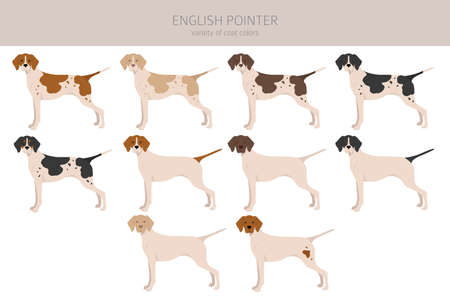 English pointer clipart. Different poses, coat colors set. Vector illustrationのイラスト素材