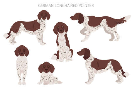 German longhaired pointer clipart. Different poses, coat colors set. Vector illustrationのイラスト素材