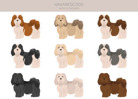 havanese dog clipart. Different poses, coat colors set. vector illustrationのイラスト素材
