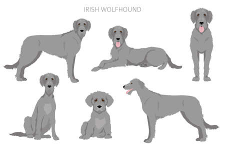 Irish wolfhound clipart. Different poses, coat colors set. vector illustrationのイラスト素材