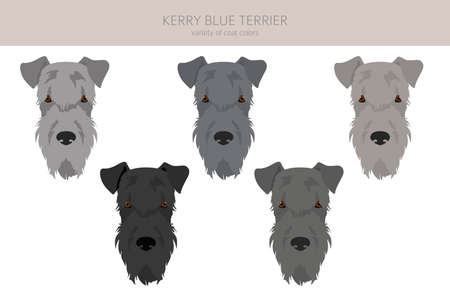 Kerry Blue Terrier clipart. Different poses, coat colors set. vector illustrationのイラスト素材