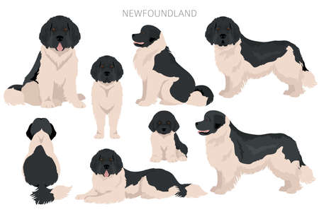 Newfoundland clipart. Different poses, coat colors set. vector illustrationのイラスト素材