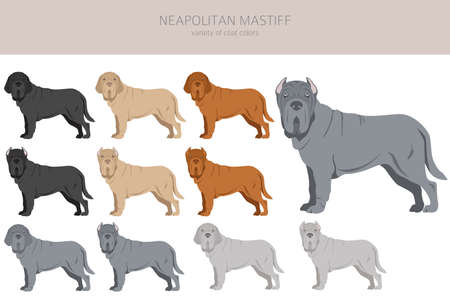 Neapolitan Mastiff, Mastino Neapolitano clipart. Different poses, coat colors set. vector illustrationのイラスト素材