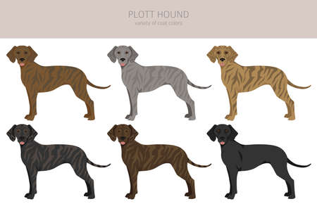 Plott hound clipart. Different poses, coat colors set. vector illustrationのイラスト素材