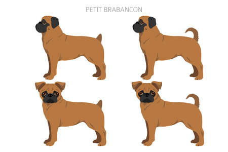 Petit Brabancon, Small Belgian dogs clipart. Different poses, coat colors set. vector illustrationのイラスト素材