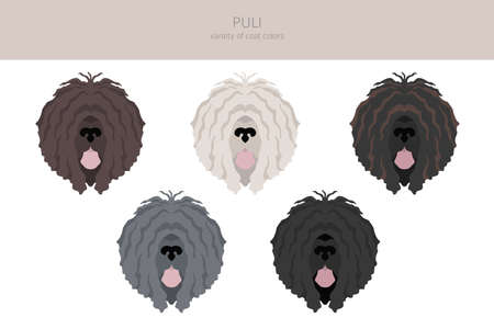 Puli clipart. Different poses, coat colors set. vector illustrationのイラスト素材