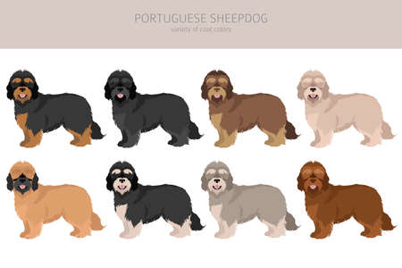 Portuguese Sheepdog clipart. Different poses, coat colors set. vector illustrationのイラスト素材