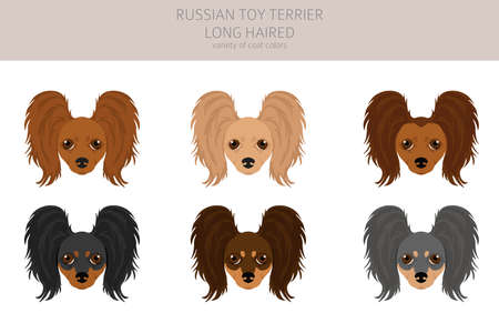 Russian toy terrier long haired clipart. Different poses, coat colors set. vector illustrationのイラスト素材