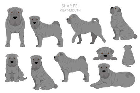 Shar Pei (modern) meat mouth clipart. Different poses, coat colors set. vector illustrationのイラスト素材