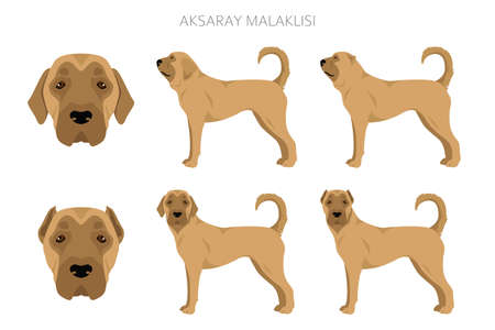 Aksaray Malaklisi clipart. Different poses, coat colors set. vector illustrationのイラスト素材