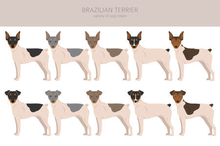 brazilian terrier clipart. Different coat colors and poses set. vector illustrationのイラスト素材