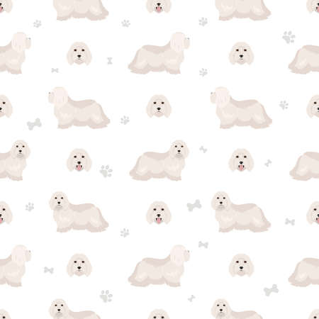 Coton de Tulear seamless pattern. Different poses, coat colors set. vector illustrationのイラスト素材