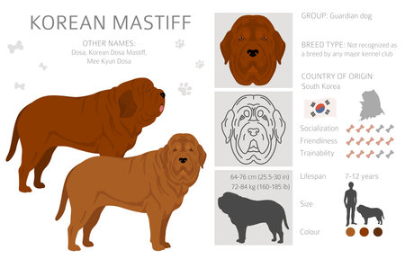 Korean mastiff clipart. Different coat colors set. vector illustrationのイラスト素材