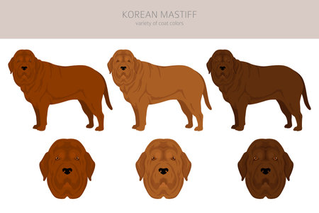 Korean mastiff clipart. Different coat colors set. vector illustrationのイラスト素材
