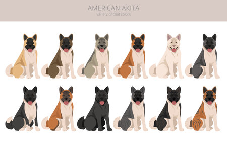 American Akita dog clipart. All coat colors set. different position. All dog breeds characteristics infographic. vector illustrationのイラスト素材