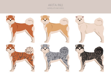 Akita Inu all colors clipart. Different coat colors set. vector illustrationのイラスト素材