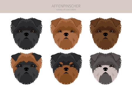Affenpinscher dog clipart. All coat colors set. All dog breeds characteristics infographic. vector illustrationのイラスト素材