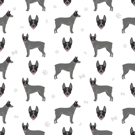 Australian stumpy tail cattle dog seamless pattern. vector illustrationのイラスト素材