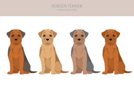 Border terrier clipart. Different coat colors and poses set. vector illustrationのイラスト素材