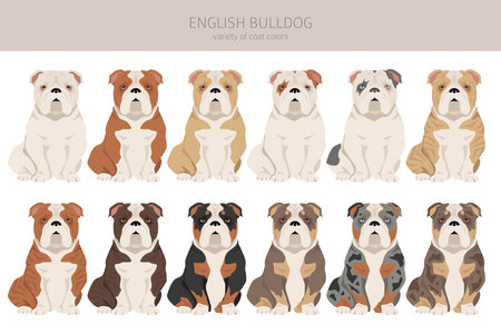 english bulldog clipart. Different poses, coat colors set. vector illustrationのイラスト素材