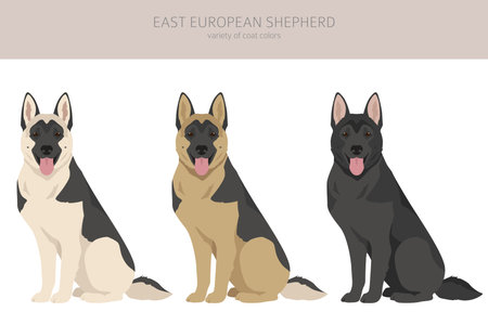 East european shepherd clipart. Different coat colors set. vector illustrationのイラスト素材