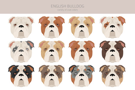 english bulldog clipart. Different poses, coat colors set. vector illustrationのイラスト素材