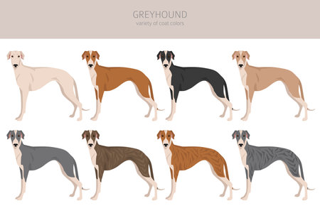 English greyhound clipart. Different poses, coat colors set. vector illustrationのイラスト素材