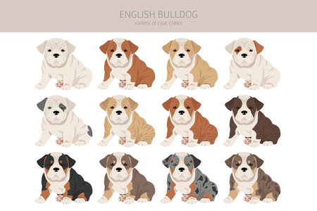 english bulldog clipart. Different poses, coat colors set. vector illustrationのイラスト素材