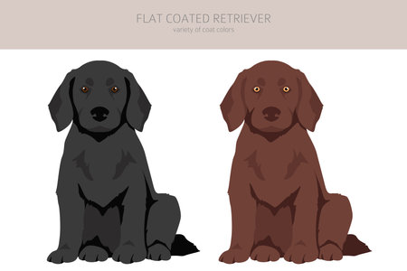 Flat coated retriever clipart. Different poses, coat colors set. vector illustrationのイラスト素材