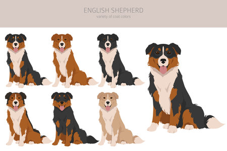English shepherd clipart. Different poses, coat colors set. vector illustrationのイラスト素材