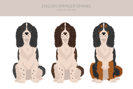 English springer spaniel clipart. Different poses, coat colors set. vector illustrationのイラスト素材