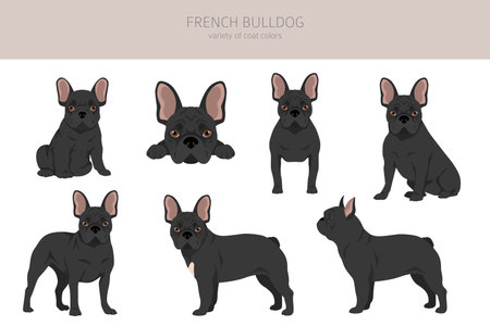 French bulldogs in different poses. Adult and puppy set. vector illustrationのイラスト素材