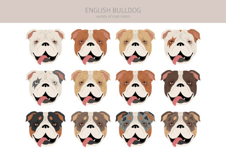 english bulldog clipart. Different poses, coat colors set. vector illustrationのイラスト素材