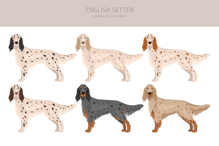 english set clipart. Different poses, coat colors set. vector illustrationのイラスト素材