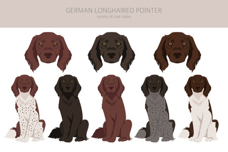 German longhaired pointer clipart. Different poses, coat colors set. vector illustrationのイラスト素材