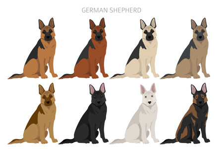 German shepherd dog in different poses and coat colors clipart. vector illustrationのイラスト素材