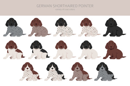 German shorthaired pointer clipart. Different poses, coat colors set. vector illustrationのイラスト素材