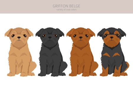 Griffon Belge clipart. Different poses, coat colors set. vector illustrationのイラスト素材
