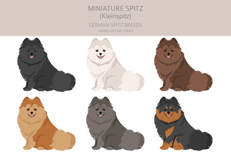 German spitz, Miniature spitz clipart. Different poses, coat colors set. vector illustrationのイラスト素材