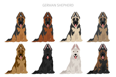 German shepherd dog in different poses and coat colors clipart. vector illustrationのイラスト素材