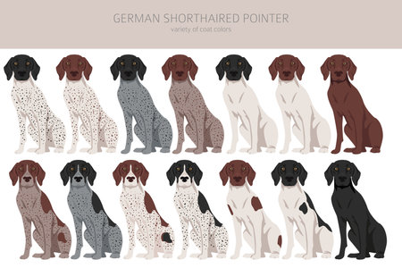 German shorthaired pointer clipart. Different poses, coat colors set. vector illustrationのイラスト素材