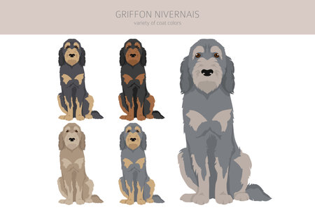 Griffon Nivernais clipart. Different coat colors set. vector illustrationのイラスト素材
