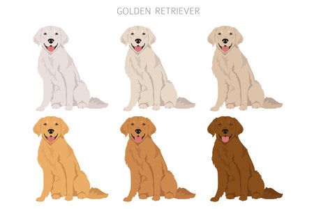 Golden retriever dogs in different poses and coat colors clipart. vector illustrationのイラスト素材