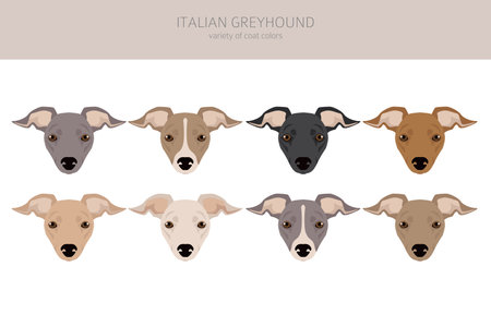 Italian Greyhound clipart. Different poses, coat colors set. vector illustrationのイラスト素材