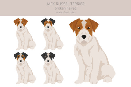 Jack Russel Terrier in different poses and coat colors. Smooth coat and broken haired. vector illustrationのイラスト素材