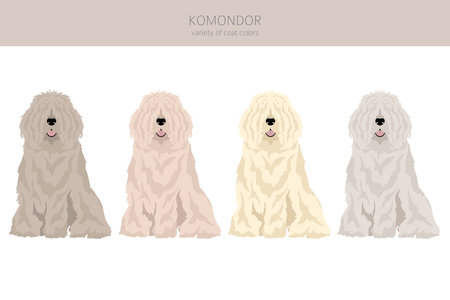 Komondor clipart. Different poses, coat colors set. vector illustrationのイラスト素材